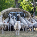 Le monde animal face aux humains