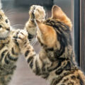 La conscience animale