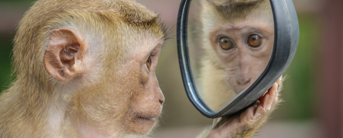 L'intelligence animale